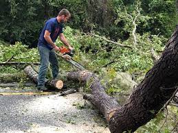 Best Palm Tree Trimming  in South Highpoint, FL