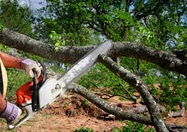  South Highpoint, FL Tree Services Pros