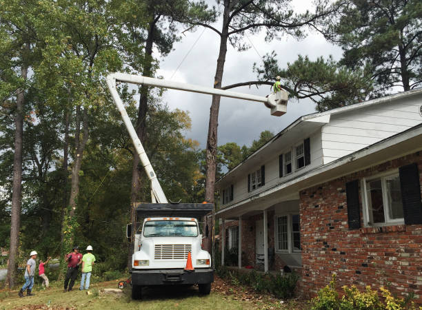 Professional Tree Services in South Highpoint, FL